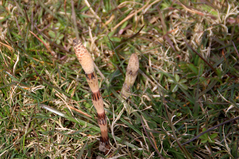 Хвощ (дат. Padderok, лат. Equisetum). Остров Алрё (Alrø ø), фьорд Хорсенс, Дания. 13 апр. 2022