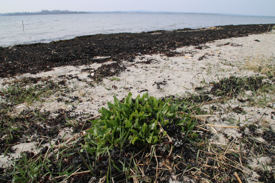 Свекла морская (дат. Strandbede, лат. Beta vulgaris ssp. maritima). Остров Алрё (Alrø ø), фьорд Хорсенс, Дания. 13 апр. 2022