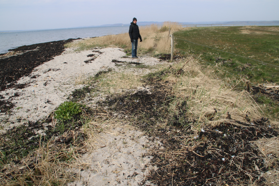 Свекла морская (дат. Strandbede, лат. Beta vulgaris ssp. maritima). Остров Алрё (Alrø ø), фьорд Хорсенс, Дания. 13 апр. 2022