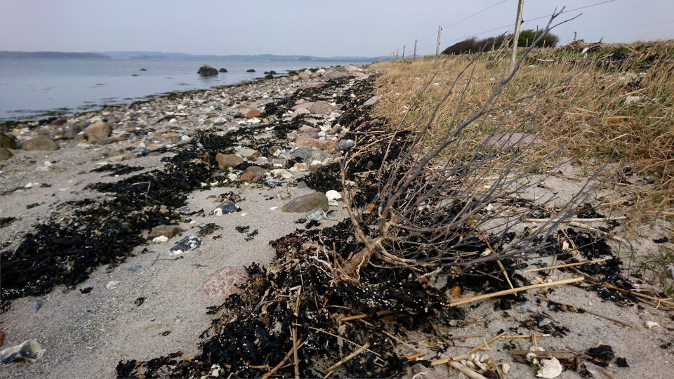 Катран приморский (дат. Strandkål, лат. Crambe maritima). Остров Алрё (Alrø ø), фьорд Хорсенс, Дания. 13 апр. 2022