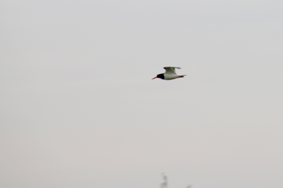 Кулик-сорока (дат. Strandskade, лат. Haematopus ostralegus). Остров Алрё (Alrø ø), фьорд Хорсенс, Дания. 13 апр. 2022