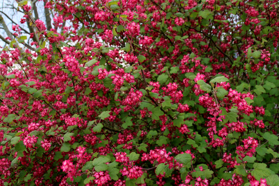 Смородина кроваво-красная (дат. Blodribs, лат. Ribes sanguineum). Остров Алрё (Alrø ø), фьорд Хорсенс, Дания. 13 апр. 2022