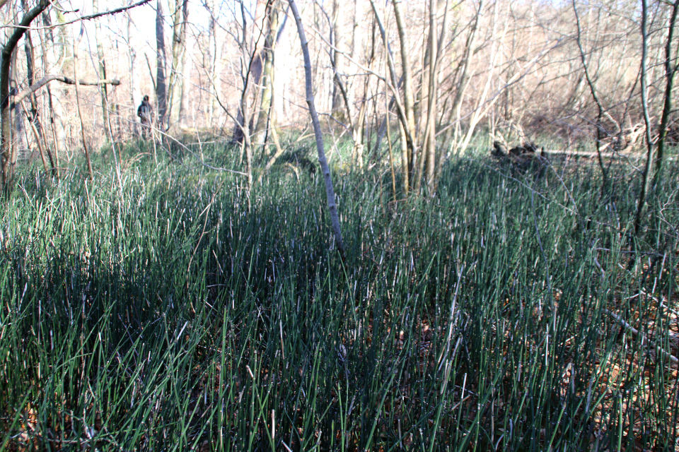 Хвощ зимний (дат. Skavgræs, лат. Equisetum hyemale). Йексендален, Jeksendalen, Дания. 19 мар. 2022