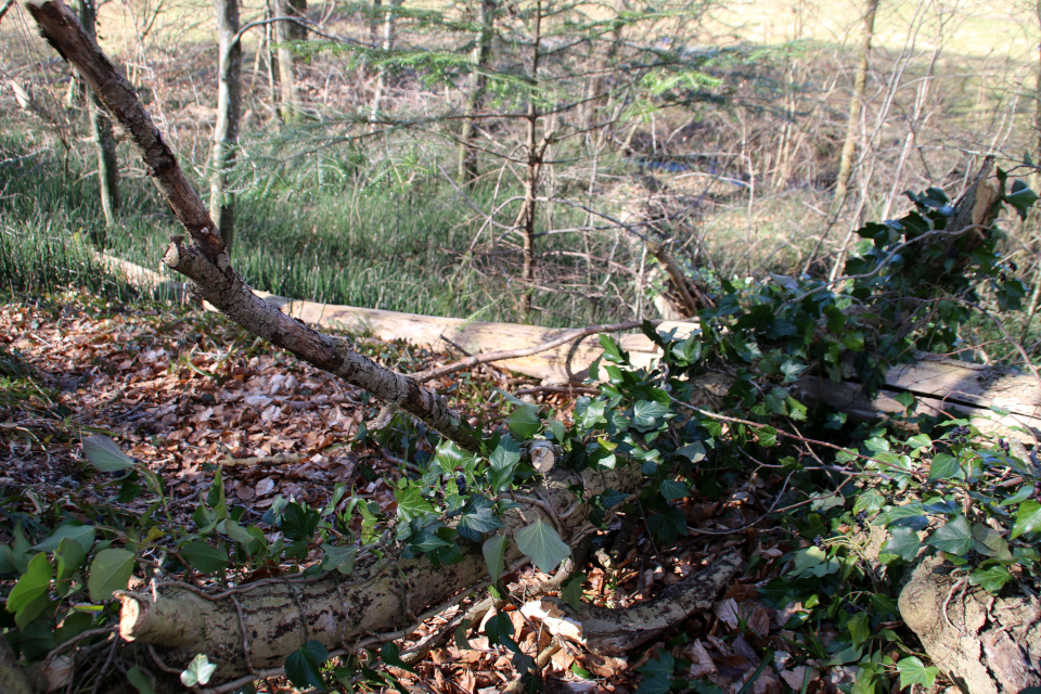 Плющ (дат. Vedbend, лат. Hedera helix), Хвощ зимний (дат. Skavgræs, лат. Equisetum hyemale). Йексендален, Jeksendalen, Дания. 19 мар. 2022