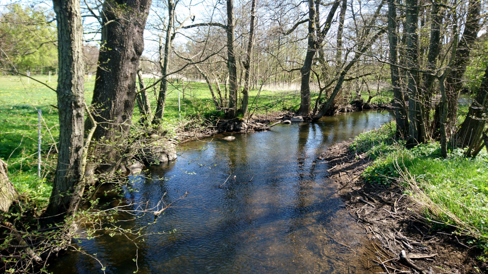 Ольха чёрная (дат. Rødel, лат. Alnus glutinosa).Река Орхус Харлев-Фусвад, Дания. 7 мая 2022