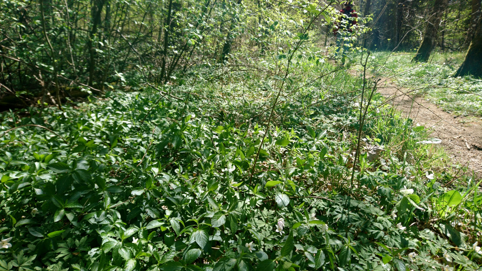 Пролесник многолетний (дат. Almindelig bingelurt, лат. Mercurialis perennis). Река Орхус Харлев-Фусвад, Дания. 7 мая 2022