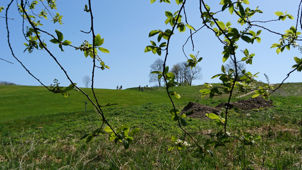 Golfbane. Черёмуха обыкновенная (дат. Almindelig hæg, лат. Prunus padus). Река Орхус Харлев-Фусвад, Дания. 7 мая 2022