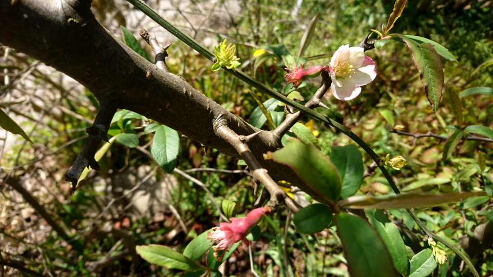 Хеномелес катаянский / айва катаянская (дат. Ananaskvæde Buskkvæde, лат. Chaenomeles cathayensis). Ботанический сад Орхус, Дания. 9 мая 2022