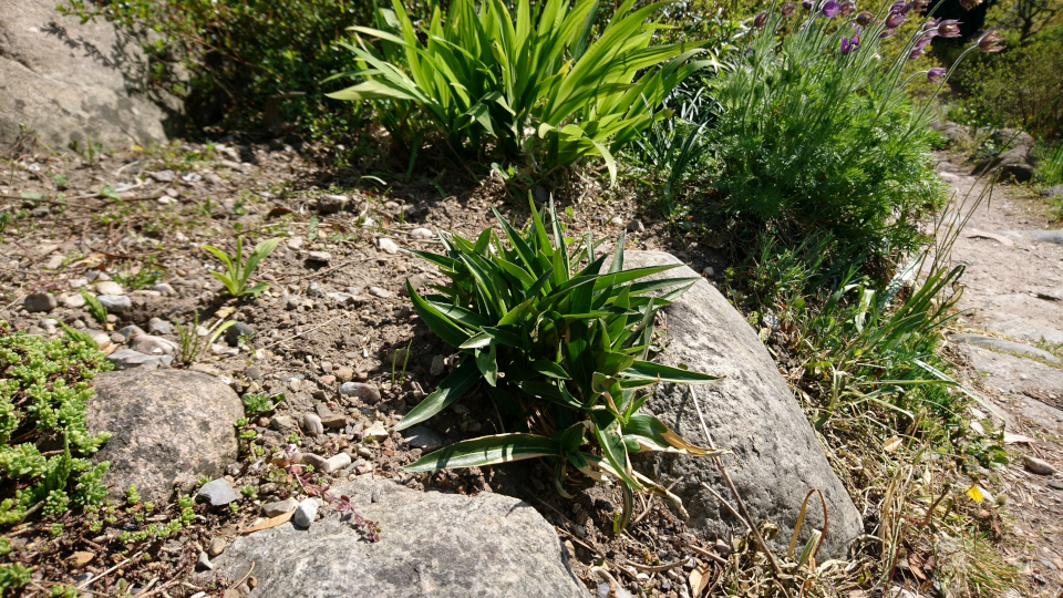 Горечавка Ольги (лат. Gentiana olgae). Ботанический сад Орхус, Дания. 9 мая 2022