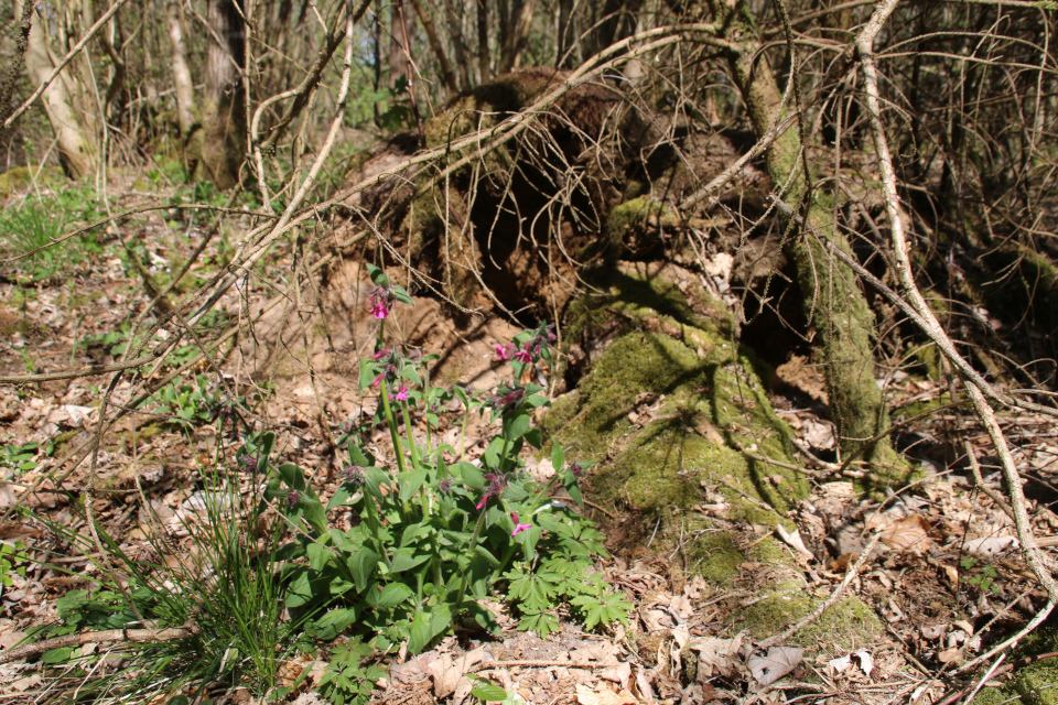 Дрёма двудомная (дат. Dagpragtstjerne, лат. Silene dioica). Порослевой лес. Река Орхус Харлев-Фусвад, Дания. 7 мая 2022