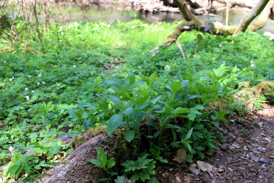 Пролесник многолетний (дат. Almindelig bingelurt, лат. Mercurialis perennis). Река Орхус Харлев-Фусвад, Дания. 7 мая 2022