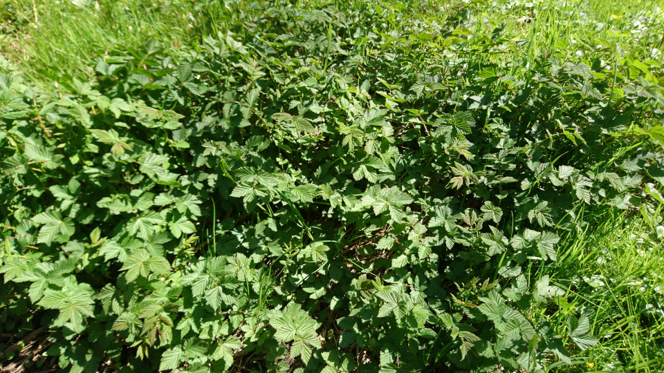 Таволга вязолистная (дат. Mjødurt, лат. Filipendula ulmaria). Река Орхус Харлев-Фусвад, Дания. 7 мая 2022