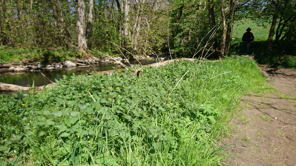 Крапива двудомная (дат. Stor Nælde, лат. Urtica dioica). Река Орхус Харлев-Фусвад, Дания. 7 мая 2022