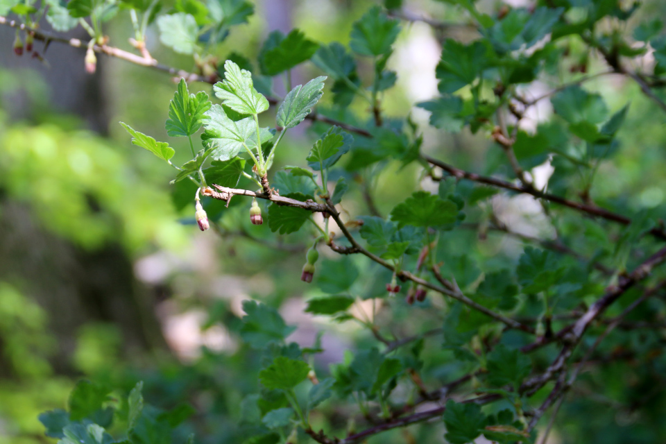 Крыжовник (дат. Stikkelsbær, лат. Ribes uva-crispa). Река Орхус Харлев-Фусвад, Дания. 7 мая 2022