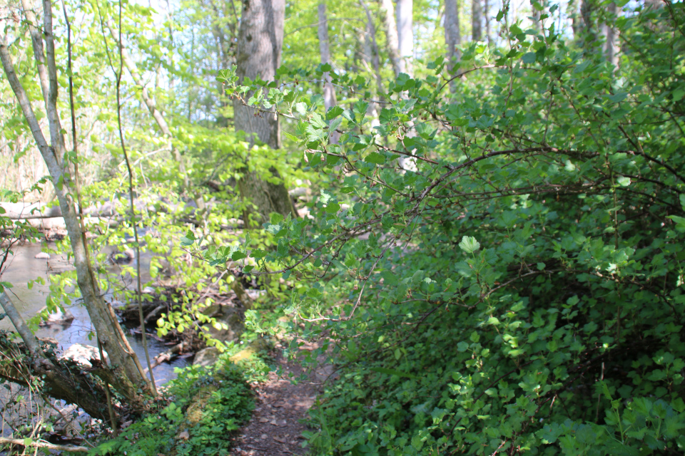 Крыжовник (дат. Stikkelsbær, лат. Ribes uva-crispa). Река Орхус Харлев-Фусвад, Дания. 7 мая 2022