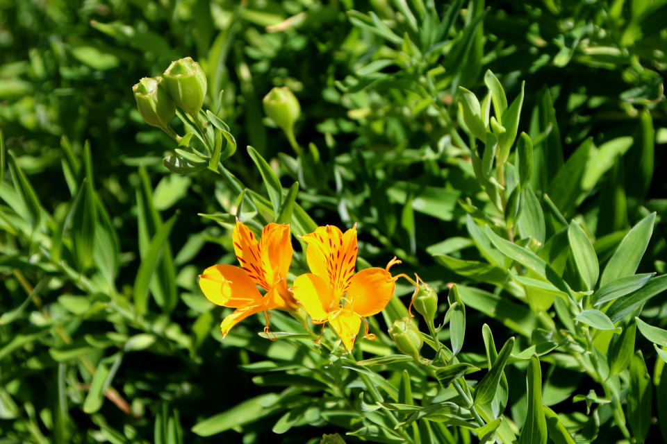 Альстремерия золотистая (дат. Gul inkalilje, лат. Alstroemeria aurea). Ботанический сад Орхус 27 июля 2022, Дания