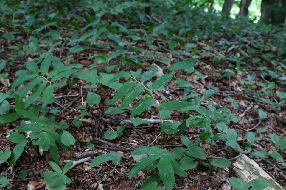 Купена многоцветковая (дат. Storkonval, лат. Polygonatum multiflorum). Россия в Дании (Rusland i Danmark), Северная Зеландия, Дания. 3 июля 2022