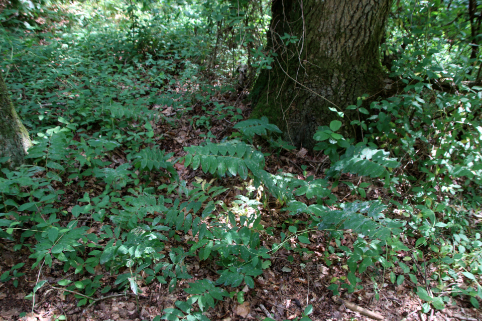 Купена многоцветковая (дат. Storkonval, лат. Polygonatum multiflorum). Россия в Дании (Rusland i Danmark), Северная Зеландия, Дания. 3 июля 2022