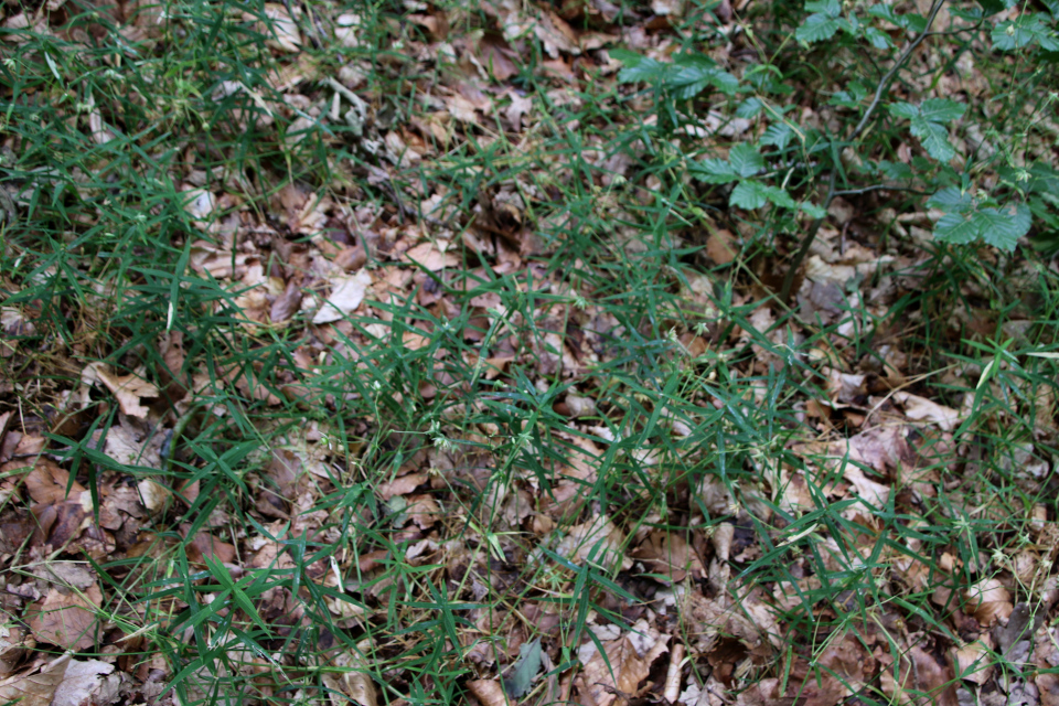 Марьянник луговой (дат. Almindelig kohvede, лат. Melampyrum pratense). Россия в Дании (Rusland i Danmark), Северная Зеландия, Дания. 3 июля 2022