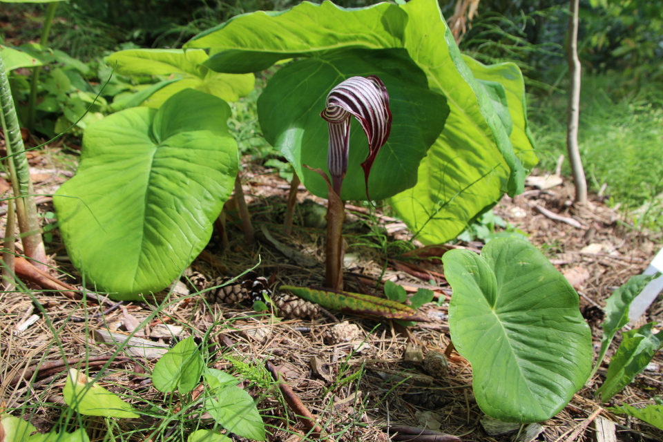 Аризема (лат. Arisaema). Ботанический сад Орхус 27 июля 2022, Дания