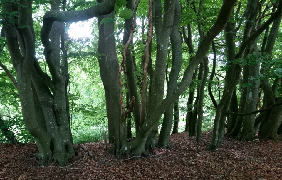 Бук обыкновенный (дат. Almindelig bøg, лат. Fagus sylvatica). Россия в Дании (Rusland i Danmark), Северная Зеландия, Дания. 3 июля 2022