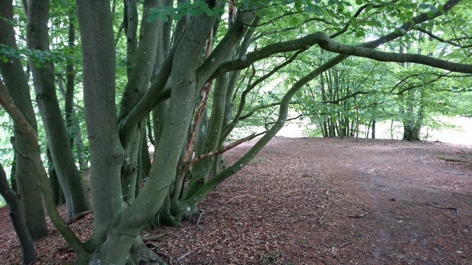 Бук обыкновенный (дат. Almindelig bøg, лат. Fagus sylvatica). Россия в Дании (Rusland i Danmark), Северная Зеландия, Дания. 3 июля 2022