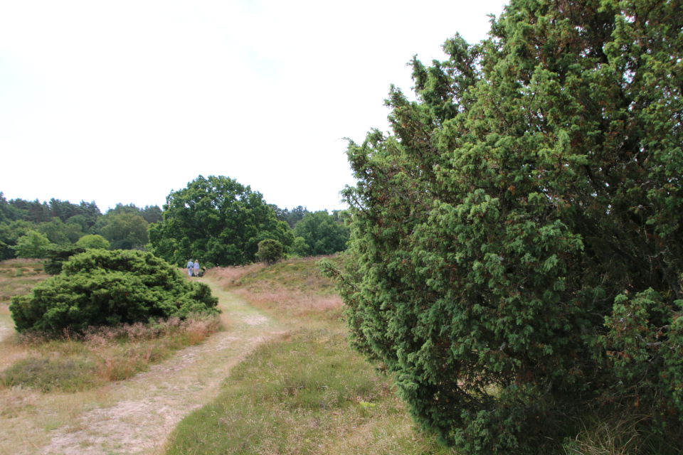 Можжевельник обыкновенный (дат. Almindelig ene, лат. Juniperus communis). Россия в Дании (Rusland i Danmark), Северная Зеландия, Дания. 3 июля 2022