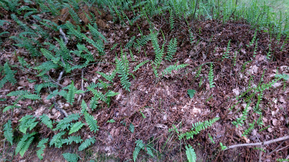 Многоножка обыкновенная (дат. Almindelig engelsød, лат. Polypodium vulgare). Россия в Дании (Rusland i Danmark), Северная Зеландия, Дания. 3 июля 2022