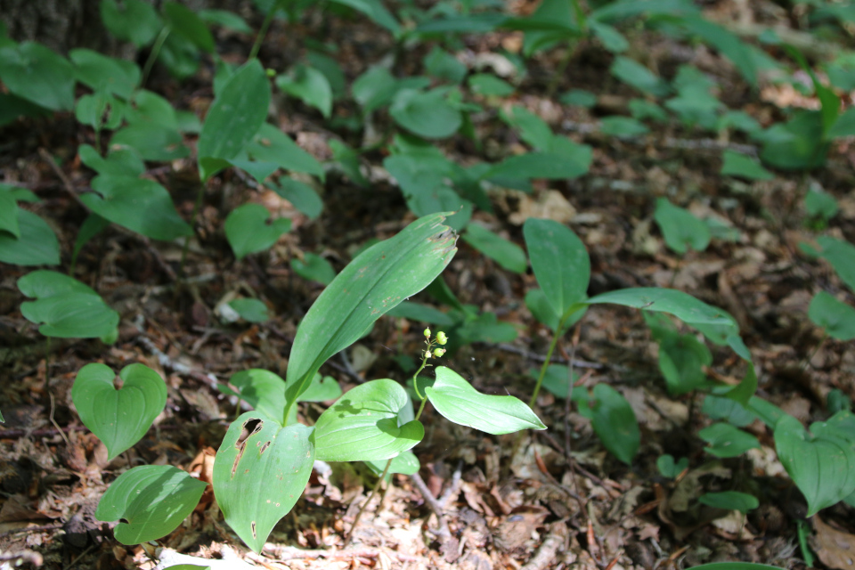 Майник двулистный (дат. Majblomst, лат. Maianthemum bifolium). Россия в Дании (Rusland i Danmark), Северная Зеландия, Дания. 3 июля 2022