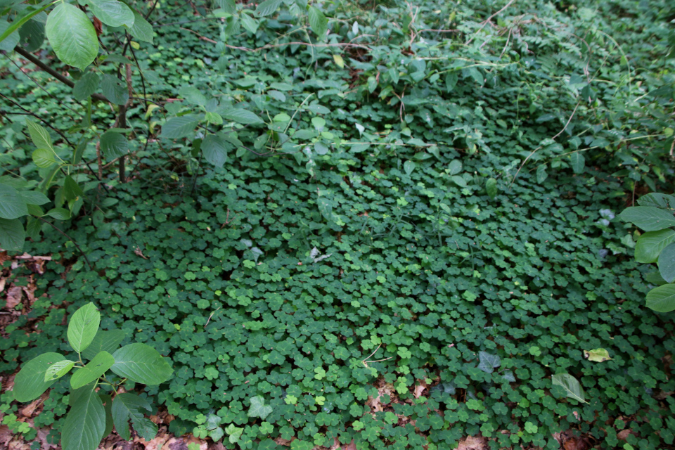 Кислица обыкновенная (дат. Skovsyre, лат. Oxalis acetosella). Россия в Дании (Rusland i Danmark), Северная Зеландия, Дания. 3 июля 2022