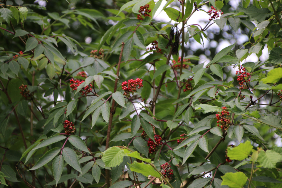 Бузина красная (дат. Drue-hyld, лат. Sambucus racemosa). Россия в Дании (Rusland i Danmark), Северная Зеландия, Дания. 3 июля 2022