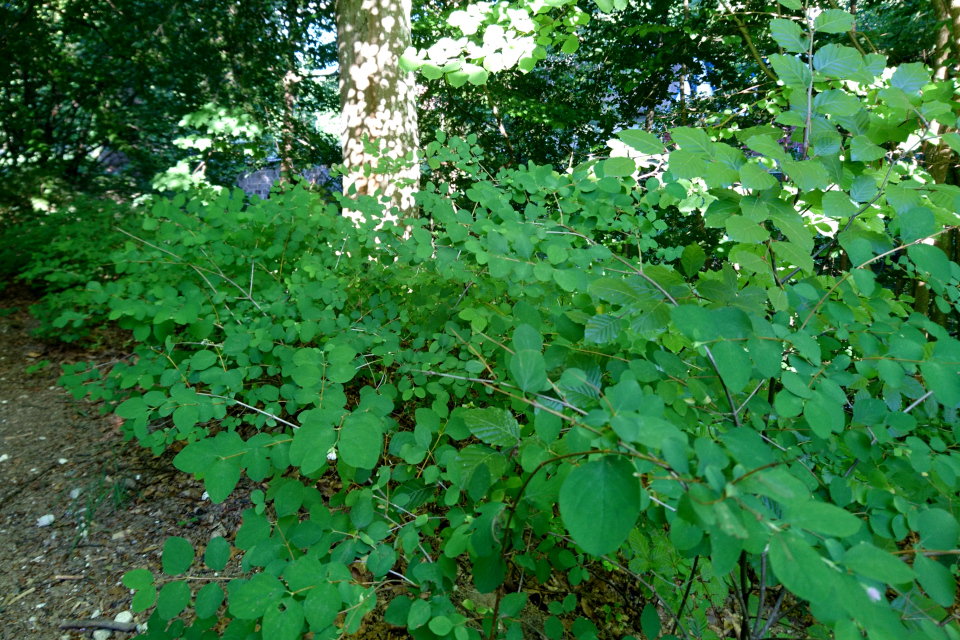 Снежноягодник белый (дат. Almindelig snebær, лат. Symphoricarpos albus). Вдоль канала к озеру Арресё (Arresø), Фредериксверк, Дания. 2 июля 2022