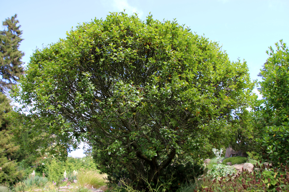 Рябина приземистая (дат. Alperøn, лат. Sorbus chamaemespilus). Ботанический сад Орхус 27 июля 2022, Дания