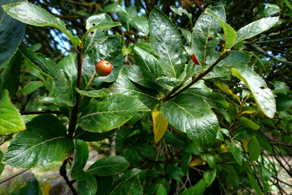 Рябина приземистая (дат. Alperøn, лат. Sorbus chamaemespilus). Ботанический сад Орхус 27 июля 2022, Дания