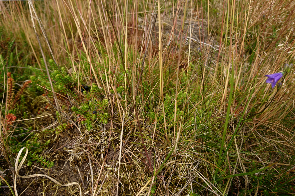 Водяника чёрная (дат. revling / sortbær, лат. Empetrum nigrum). Россия в Дании (Rusland i Danmark), Северная Зеландия, Дания. 3 июля 2022