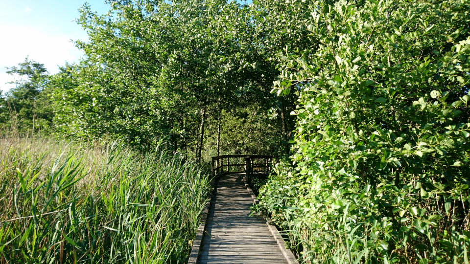 Тростник обыкновенный (дат. Tagrør, лат. Phragmites australis). Вдоль канала к озеру Арресё (Arresø), Фредериксверк, Дания. 2 июля 2022