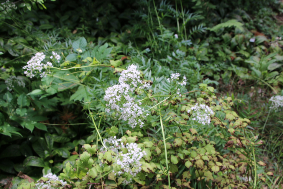 Валериана лекарственная (дат. Lægebaldrian, лат. Valeriana officinalis). Ботанический сад Орхус 27 июля 2022, Дания