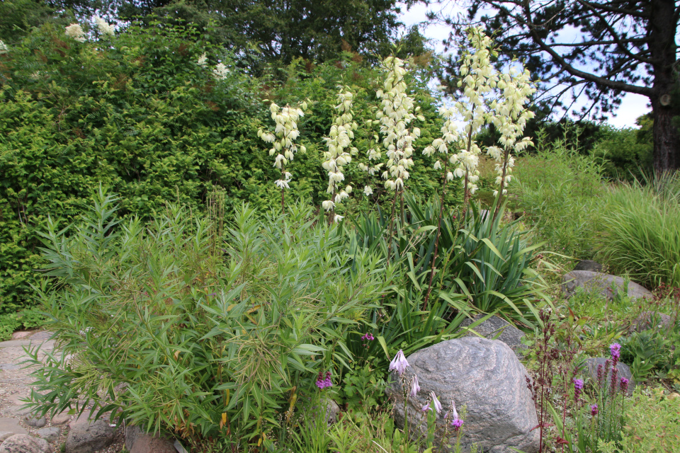 Aмсония табернемонтана (дат. Blåstjerne, лат. Amsonia tabernaemontana salicifolia), Юкка нитчатая (дат. Trævlet palmelilje, лат. Yucca filamentosa), Лиатрис колосистая (дат. Pragtskær, лат. Liatris spicata). Ботанический сад Орхус 27 июля 2022, Дания