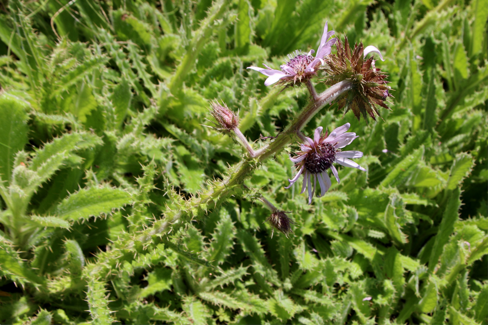 Берхея пурпурная (лат. Berkheya purpurea). Ботанический сад Орхус 27 июля 2022, Дания