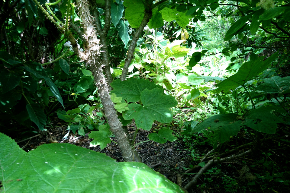  Заманиха ощетиненная (дат. Tornpanax, лат. Oplopanax horridus). Ботанический сад Орхус 27 июля 2022, Дания