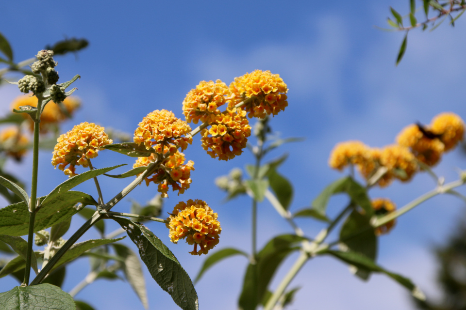 Будлея Вейера (дат. Gul Sommerfuglebusk, лат. Buddleja x weyeriana). Ботанический сад Орхус 27 июля 2022, Дания