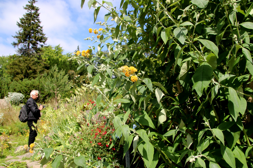 Будлея Вейера (дат. Gul Sommerfuglebusk, лат. Buddleja x weyeriana). Ботанический сад Орхус 27 июля 2022, Дания