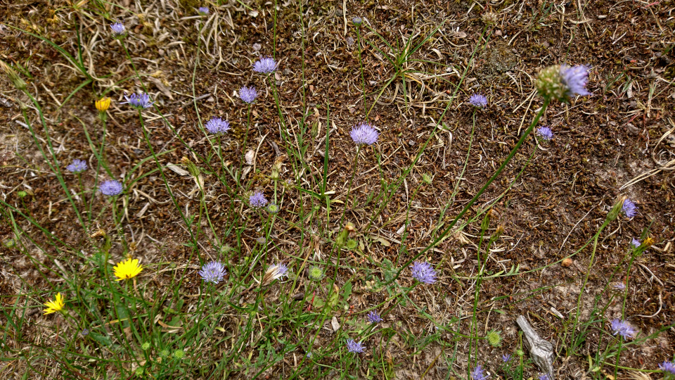 Букашник горный (дат. Blåmunke, лат. Jasione montana). Россия в Дании (Rusland i Danmark), Северная Зеландия, Дания. 3 июля 2022