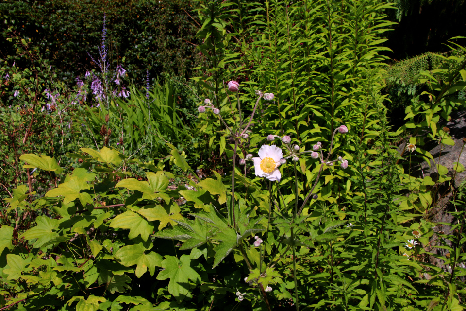 Ветреница хубэйская (дат. Høstanemone, лат. Anemone hupehensis). Ботанический сад Орхус 27 июля 2022, Дания