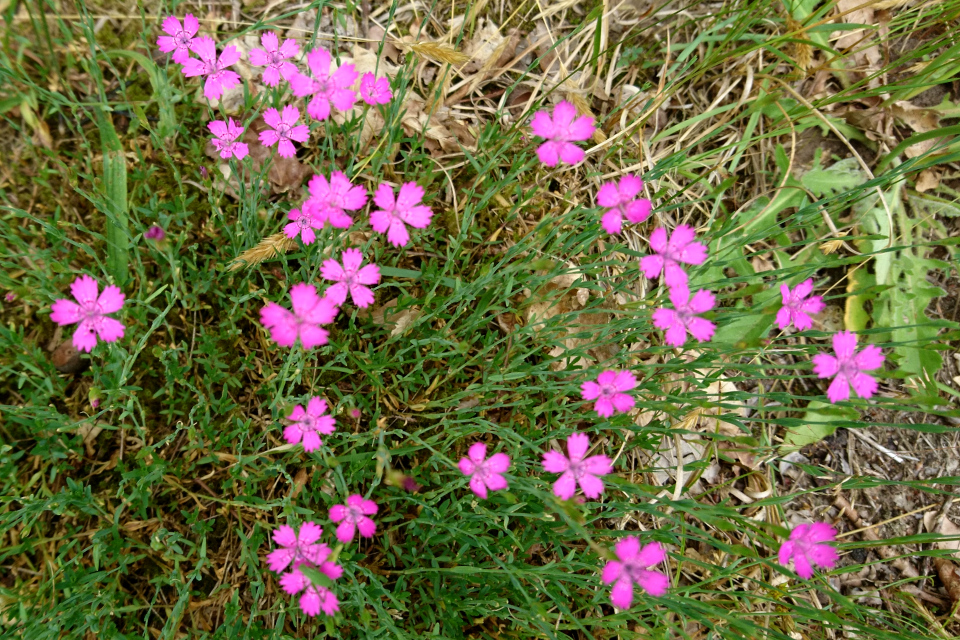 Гвоздика травянка (дат. Bakkenellike, лат Dianthus deltoides). Россия в Дании (Rusland i Danmark), Северная Зеландия, Дания. 3 июля 2022