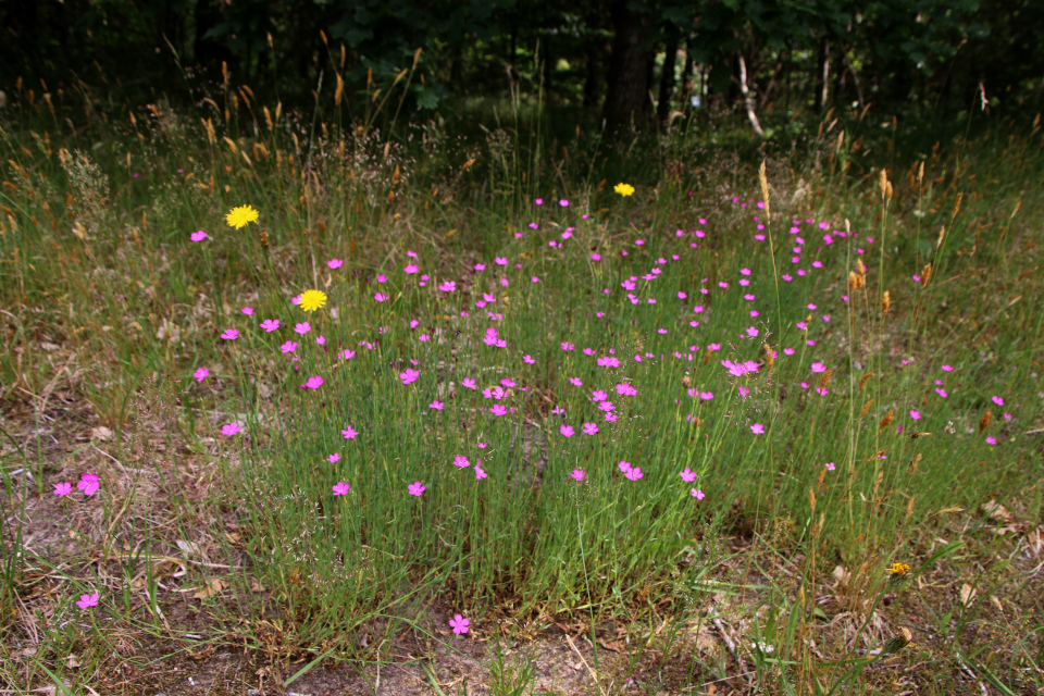 Гвоздика травянка (дат. Bakkenellike, лат Dianthus deltoides). Россия в Дании (Rusland i Danmark), Северная Зеландия, Дания. 3 июля 2022