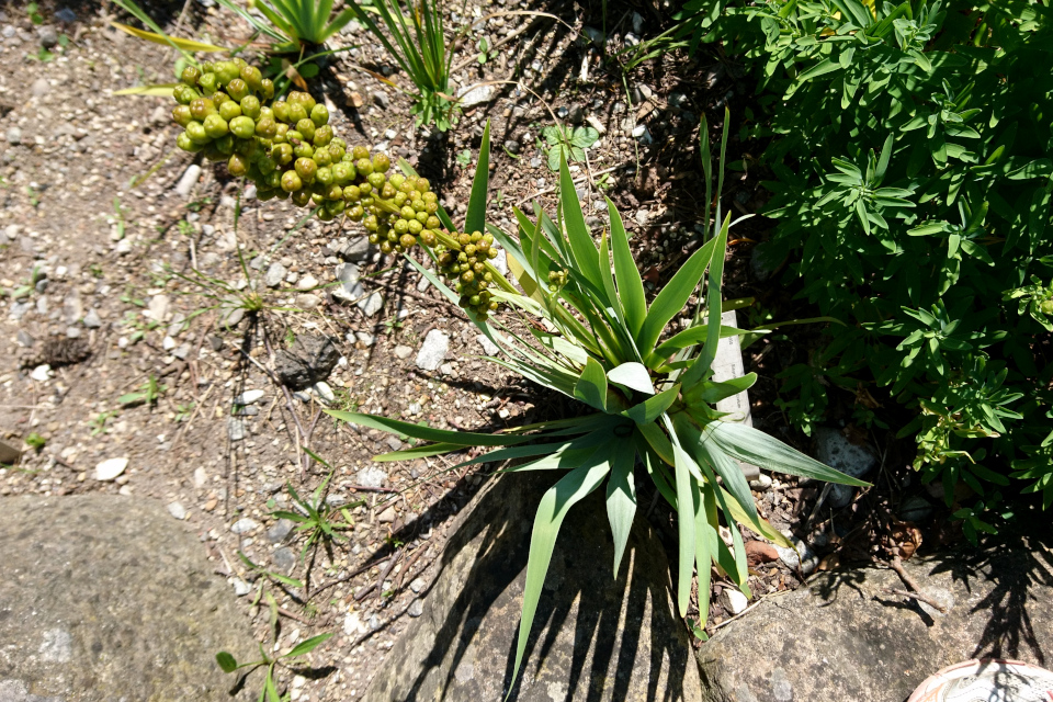 Голубоглазка полосатая (дат. Stribet blåøje, лат. Sisyrinchium striatum). Ботанический сад Орхус 27 июля 2022, Дания