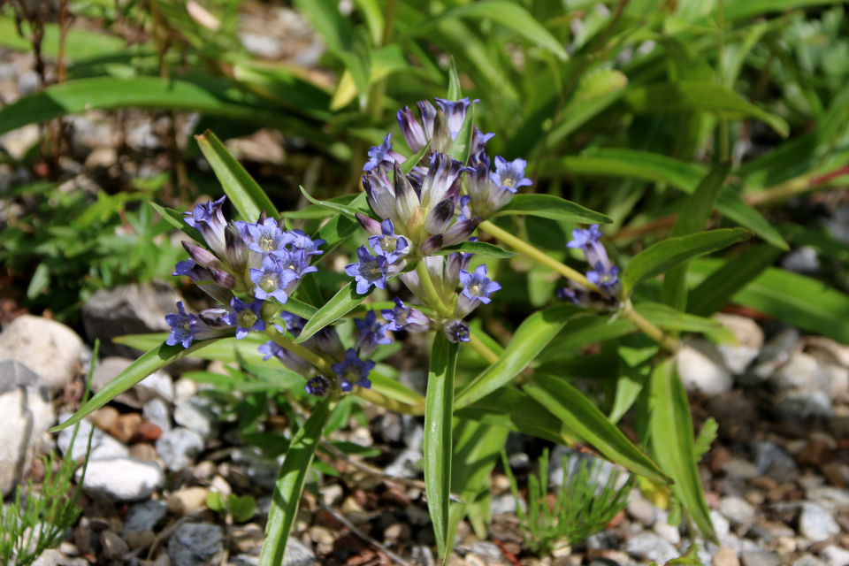 Горечавка Ольги (лат. Gentiana olgae). Ботанический сад Орхус 27 июля 2022, Дания