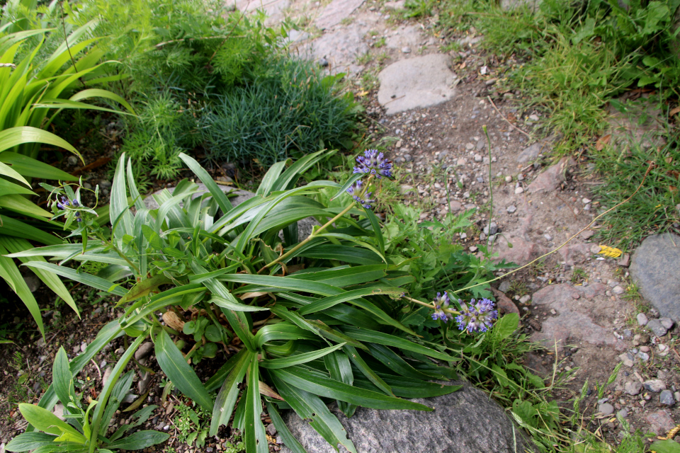 Горечавка Ольги (лат. Gentiana olgae). Ботанический сад Орхус 27 июля 2022, Дания