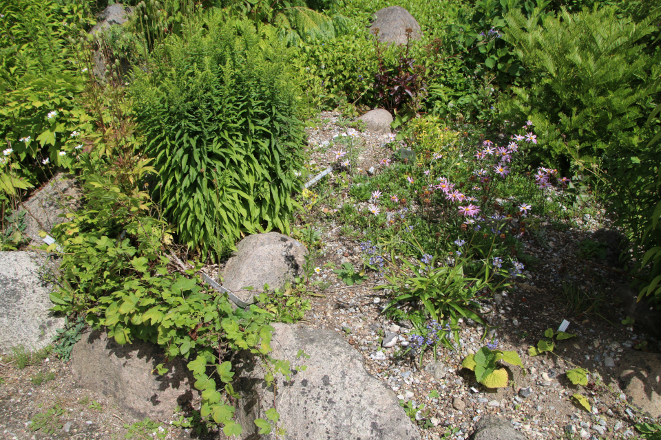 Горечавка Ольги (лат. Gentiana olgae), Диоскорея ниппонская (лат. Dioscorea nipponica). Ботанический сад Орхус 27 июля 2022, Дания